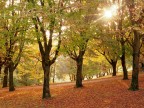 Controluce nel bosco autunnale Controluce nel bosco autunnale