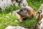 marmotta