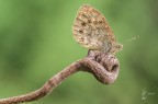Lasiommata megera (Linnaeus, 1767) Lasiommata megera (Linnaeus, 1767)