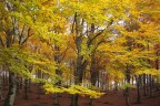 In giallo In giallo