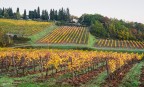 Vigneti toscani 1 Vigneti toscani 1
