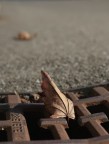 Non siamo soli Non siamo soli