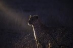 La notte del leopardo