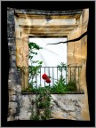 red passion red passion