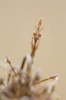 Ritratto di Empusa pennata Ritratto di Empusa pennata