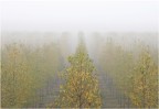 linee d'autunno linee d'autunno