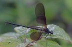 Calopteryx-haermorrhoidalis_DSC4377 Calopteryx-haermorrhoidalis_DSC4377
