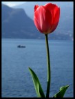 ...da bellagio2 ...da bellagio2