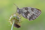 Melanargia galathea Melanargia galathea