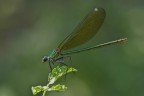 Caleopteryx splendens female Caleopteryx splendens female