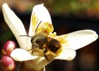 Ape su fiore di limone Ape su fiore di limone
