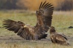 Eagle Eagle