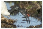 ibis ibis
