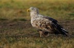 Aquila incanutita Aquila incanutita