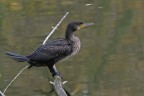 Cormorano in livrea invernale