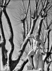 L'ultima foglia L'ultima foglia