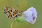 Melitaea-didyma_DSC0473 Melitaea-didyma_DSC0473