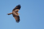 Nibbio reale (Milvus milvus) Nibbio reale (Milvus milvus)