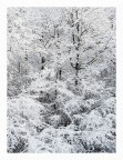 Ricami invernali Ricami invernali