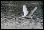 Cigno ad ali spiegate Cigno ad ali spiegate