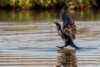 Cormorano Cormorano