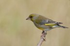 Verdone (Chloris chloris) Verdone (Chloris chloris)