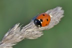 Coccinella Coccinella