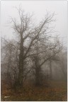 Quando la nebbia si fà intensa.. Quando la nebbia si fà intensa..