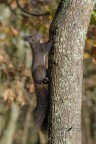 Scoiattolo-_Sciurus-vulgaris_DSC9462