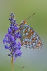 Argynnis-niobe_DSC1156 Argynnis-niobe_DSC1156