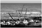 ossa di balena? ossa di balena?