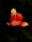 Un tulipano Un tulipano
