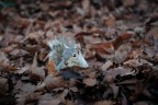 Tra le foglie Tra le foglie