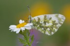Anthocharis-cardamines_DSC7085