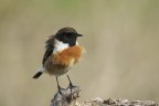 Saltimpalo (Saxixola rubicola)