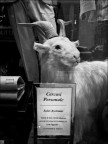 Sales Assistant