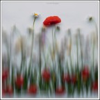 come un soffio leggero....