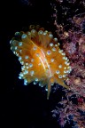 Un nudibranco (lumachina di mare) sorpreso nel suo lento vagare.
Questa specie mi piace particolarmente per la sua colorazione, e non � proprio comune da incontrare. 

Critiche e commenti welcome