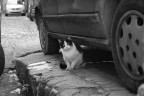 gatto curioso gatto curioso