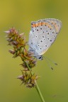Lycaena-alcyphron_DSC1084 Lycaena-alcyphron_DSC1084