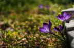 Crocus Crocus