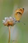 Lycaena-virgaureae_DSC0909