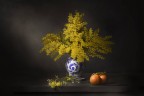 Mimosa