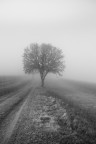 l'albero