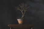 Olmo bonsai