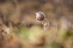 Pulsatilla Pulsatilla