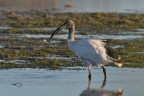 Ibis Ibis