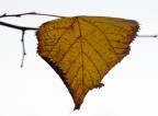 sospensione d'autunno sospensione d'autunno