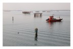 cormorano... cormorano...