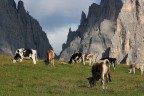 al pascolo al pascolo